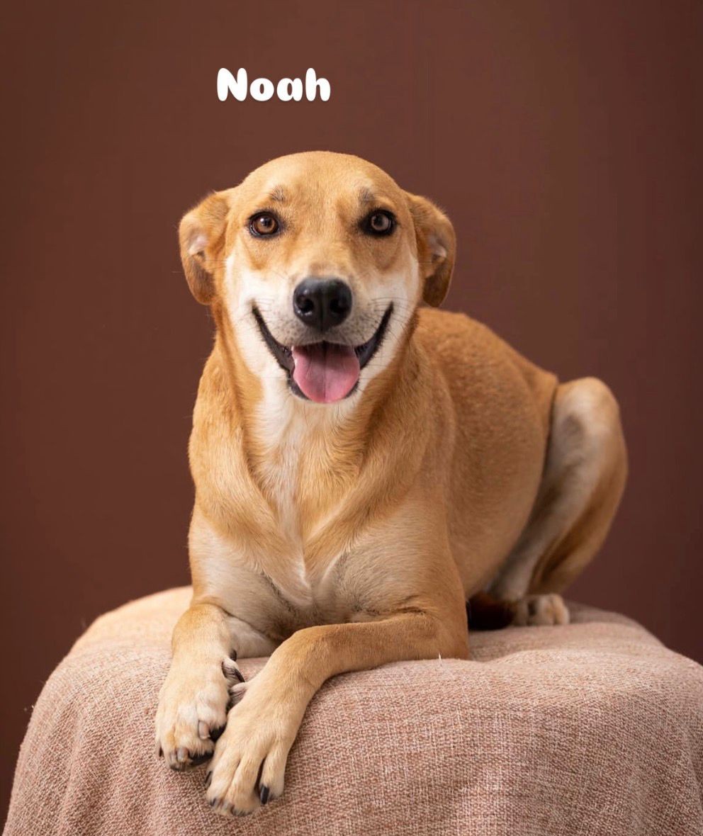 Cachorro feliz