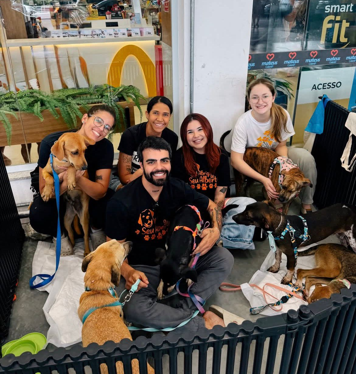 Cães felizes